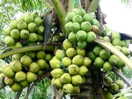 Bientôt le 4e festival de la noix de coco à Bên Tre